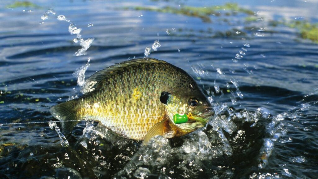 Bluegill Bream