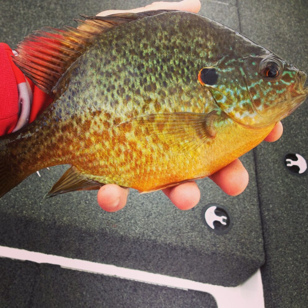 Red Ear Sunfish