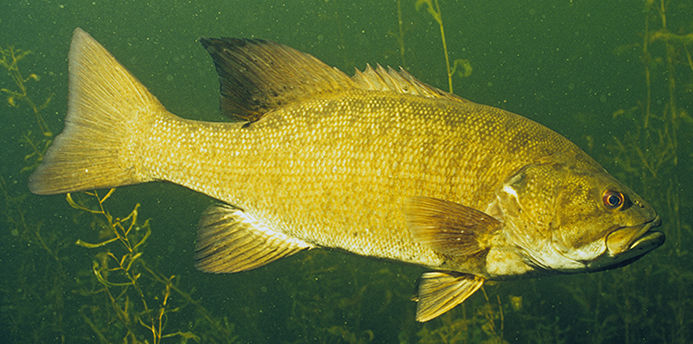 Smallmouth Bass - Dale Hollow Lake